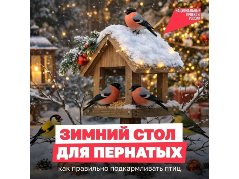 Как правильно подкармливать птиц зимой.